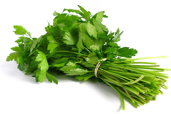 Cilantro